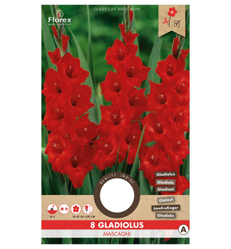 Cibule - Me��k (Gladiol) �MASCAGNI�, 8 ks v balen�