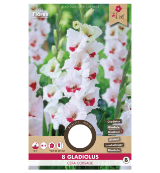 Cibule - Me��k (Gladiol) �CERA CORSAGE�, 8 ks v balen�