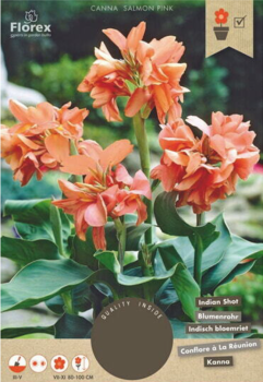 Cibule -Dosna indick� 'SALMON PINK' 1 ks v balen�