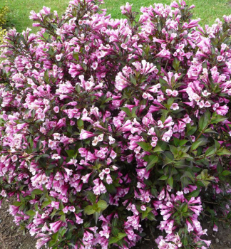 Vajglie kvtnat NANA PURPUREA 20-30 cm, kont. 1,4 l