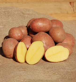 SADBOV� BRAMBORY 'BIRGIT' 1kg /vani�ka