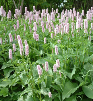 Rdesno had koen (Polygonum bistorta), kont. 0,5 l