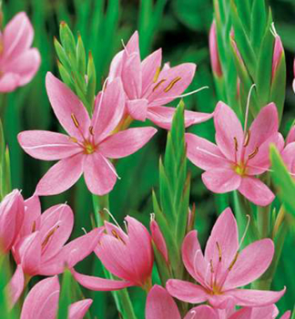 Schizostylis coccinea MRS. HEGARTY kont. 0,5 l