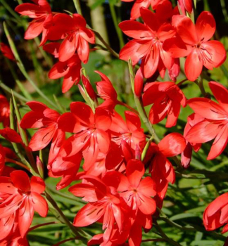 Schizostylis coccinea MAJOR, kont. 0,5 l