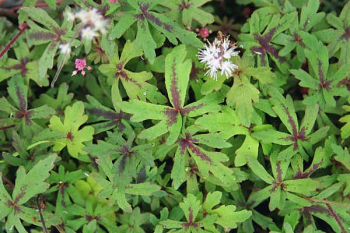 Obrzok (1)