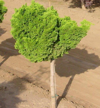 Cypiek tupolist NANA GRACILIS na kmnku 50 cm, kont. 7,5 l