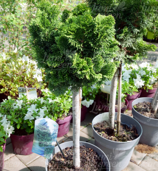 Obr�zok (3)