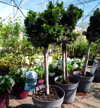 Obr�zok (4)