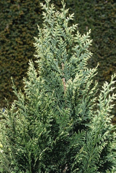 Obrzok (1)