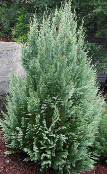 Obrzok