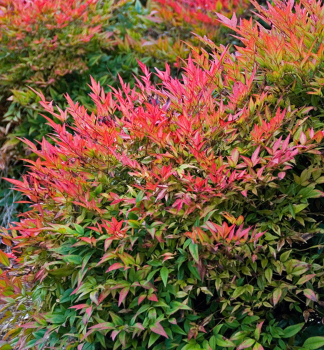 Nandina dom�c� �GULF STREAM� 20-30 cm, kont. 2,5 l