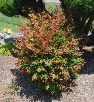 Nandina domc GULF STREAM 20-30 cm, kont. 2 l