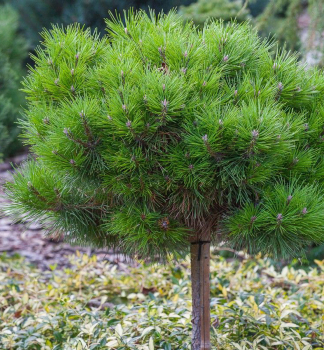 Borovice ern BAMBINO na kmnku 40 cm, kont. 5 l 
