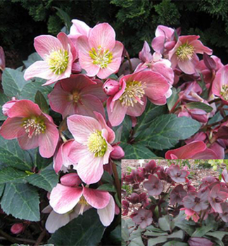 emeice hybridn MERLIN kvetouc, kont. 1 l