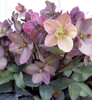 emeice hybridn SHOOTING STAR kont. 1 l