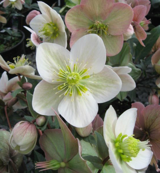 emeice hybridn SHOOTING STAR kont. 1 l