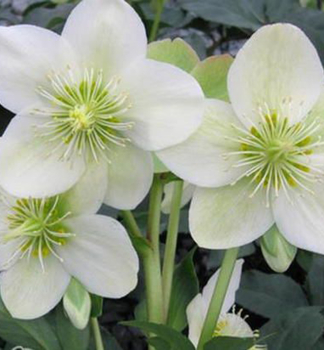 emeice hybridn 'ICE BREAKER MAX' kvetouc, kont. 1 l