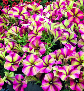 Petunie vzp��men� �CRAZYTUNIA� RAZZMATAZZ�, kont. 0,5 l