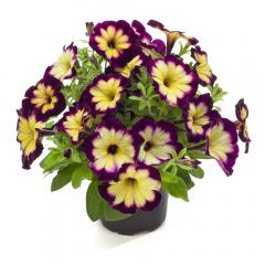 Petunie vzp��men� �CRAZYTUNIA� MOONSTRUCK�, kont. 0,5 l