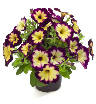 Petunie vzp��men� �CRAZYTUNIA� MOONSTRUCK�, kont. 0,5 l