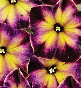 Petunie vzp��men� �CRAZYTUNIA� MOONSTRUCK�, kont. 0,5 l