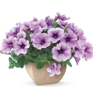 Surfinie p�evisl� �PURPLE VEIN�, kont. 0,5 l