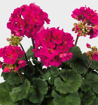 Pelargonie vzpmen NEONA, kont. 0,3 l