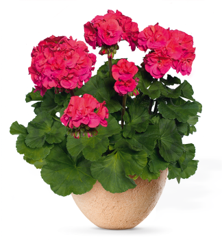 Pelargonie vzpmen MARENA, kotn. 0,3 l