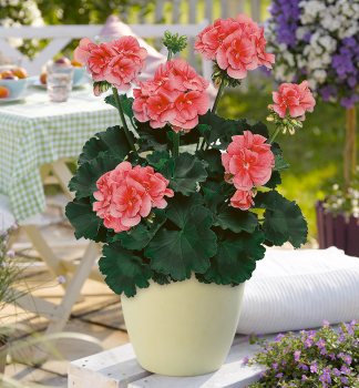 Pelargonie vzpmen LORENA, kont. 0,3 l