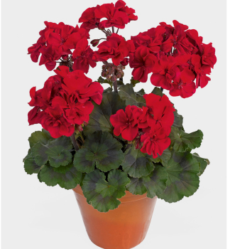 Pelargonie vzpmen ABELINA, kont. 0,3 l