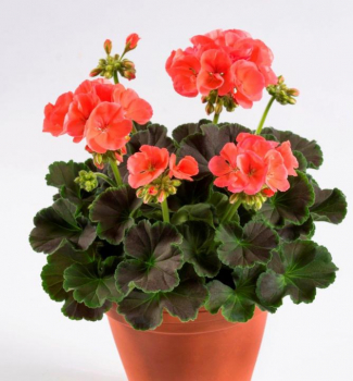 Pelargonie vzpmen CHOCOLATE APRICOT kont. 0,3 l