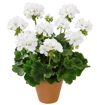 Pelargonie vzp��men� �ICEBERG�, kont. 0,5 l