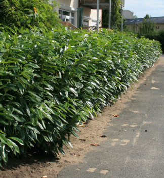 Bobkovie lkask HERBERGII 50-60 cm, kont. 3 l