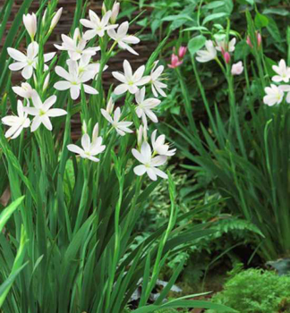 Schizostylis coccinea ALBA, kont. 0,5 l