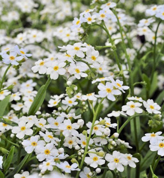 Pomn�nka bahenn� �ALBA� kont. 0,5 l