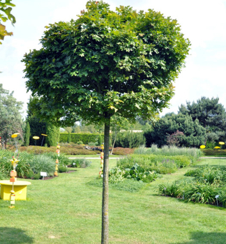 Dub bahenn� �GREEN DWARF� na km�nku 180 cm, kont. 12 l