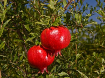 Obrzok (1)