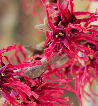 Zmarlika převislá Zmarlika převislá