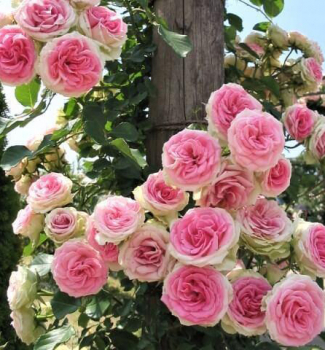 R��e pnouc� �MINI EDEN ROSE�� *, kont. 2 l