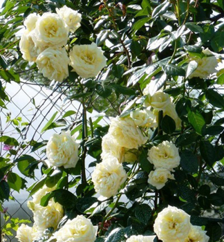 Růže pnoucí ´ELFE®´ ** Tantau, kont. 6 l 