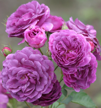 R��e mnohokv�t� �MINERVA�� ** na km�nku 60 cm, kont. 7,5 l