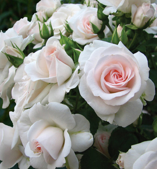 Re mnohokvt ASPIRIN ROSE * Tantau, kont. 2 l