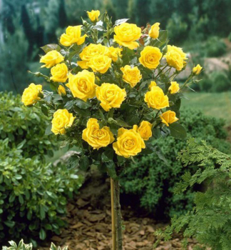 Růže velkokvětá ´LANDORA´ na kmínku 110 cm, kont. 5 l