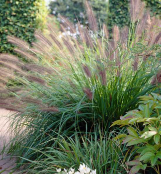 Dochan ps�rkovit� (vousatec) �VIRIDESCENS� 15-20 cm, kont. 2 l