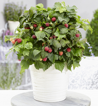 Malink zakrsl BON BON BERRYYUMMY 30-40 cm, kont. 2 l
