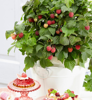 Malink zakrsl BON BON BERRYYUMMY 20-30 cm, kont. 2 l