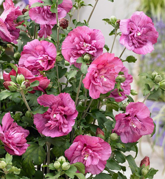 Ibiek syrsk MAGENTA CHIFFON 50-60 cm, kont. 5 l