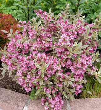 Vajglie kvtnat ALL SUMMER MONET 20-30 cm, kont. 2,5 l