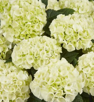 Hortenzie velkolist SAXONBRIGHT WHITE 20-30 cm, kont. 4 l