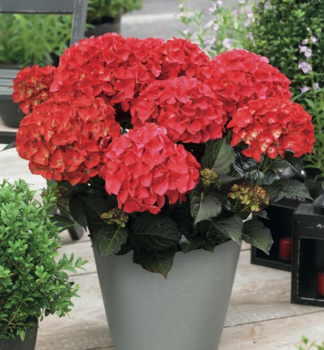Hortenzie velkolist RED ANGEL 20-30 cm, kont. 4 l